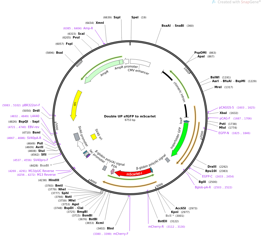 Double UP sfGFP to mScarlet载体图谱